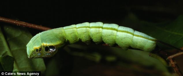 20140529045140_1_6