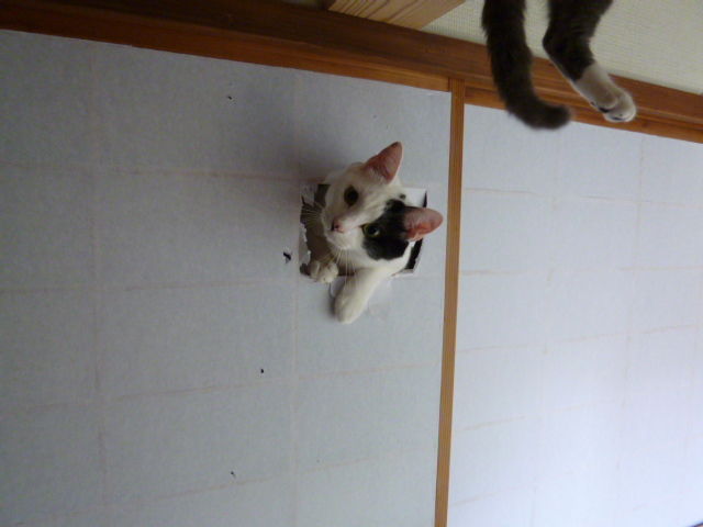 20140224211325_303_10