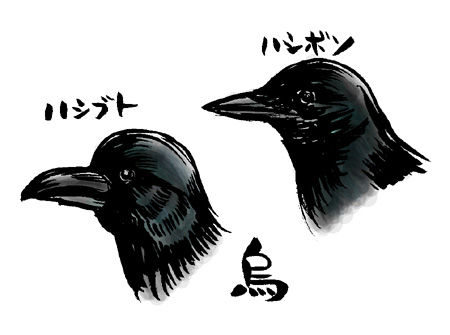 カラス