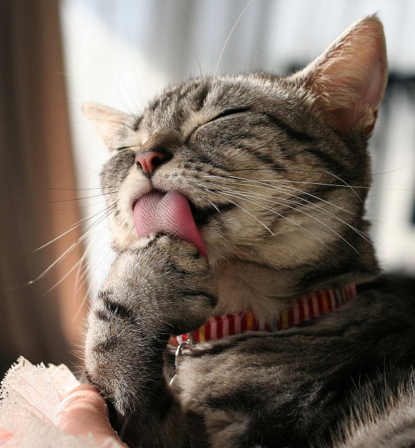 猫