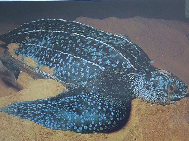 TortueLuth_Leatherback
