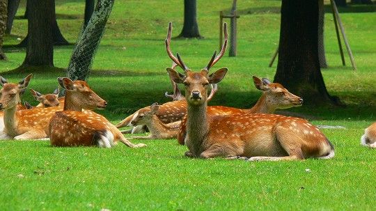奈良公園の鹿は、なぜ鹿せんべい販売所を襲わないんだい？