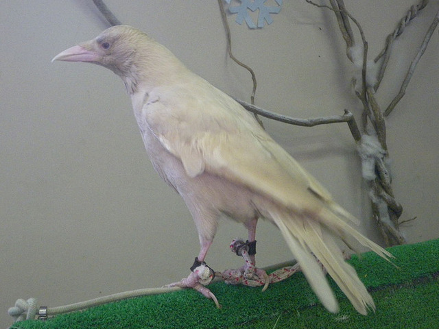 800px-Carrion_crow_Albino_20091101