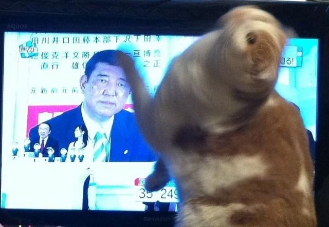 猫