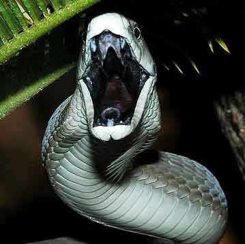 マンバ