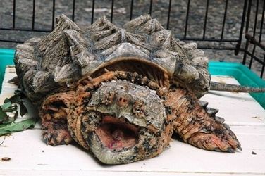 ワニ