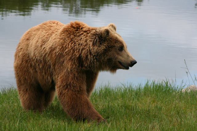 Brown_bear_(Ursus_arctos_arctos)_smiling