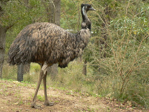 emu