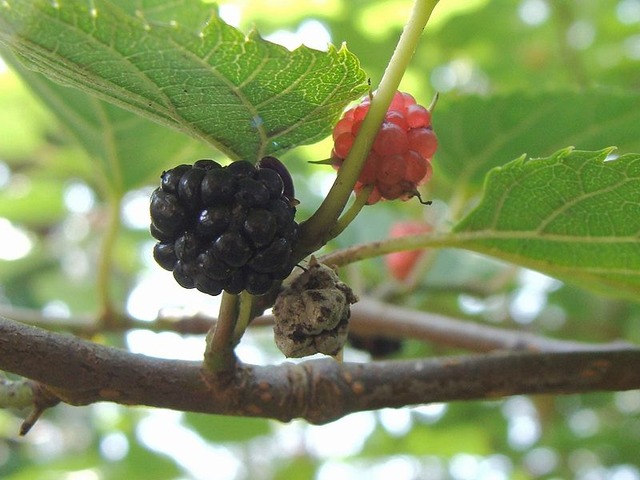 800px-Mulberry_20080721a