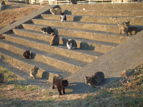 集会