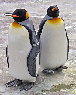 ペンギン1