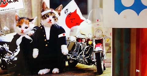なめねこ
