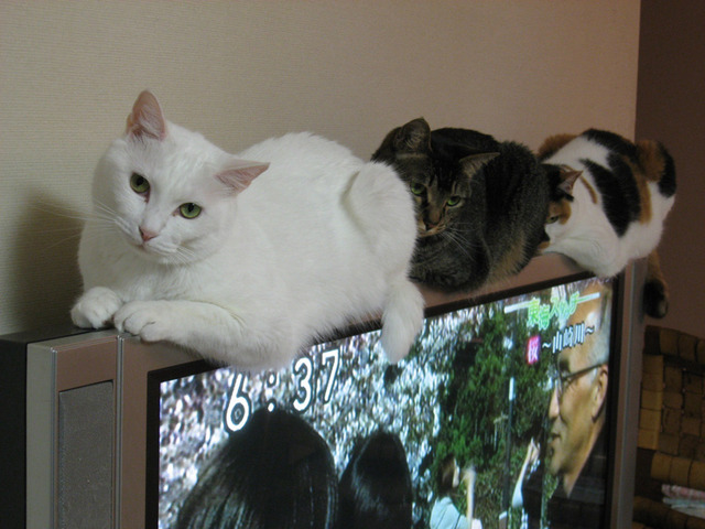 猫