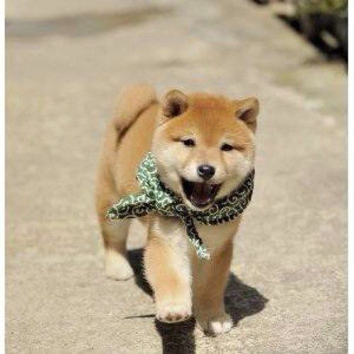まめすけ