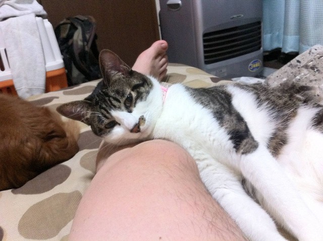 20140723203300_256_1