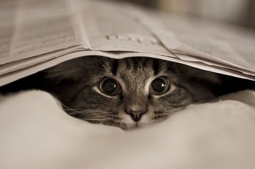 新聞