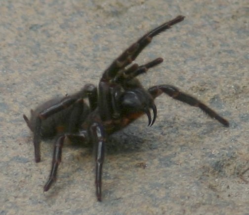 Atrax_robustus
