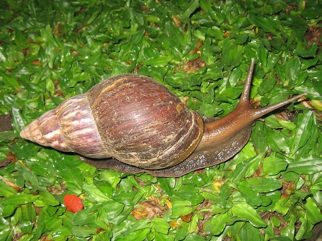 799px-Snail_in_Ubud,_Bali,_2010_(1)