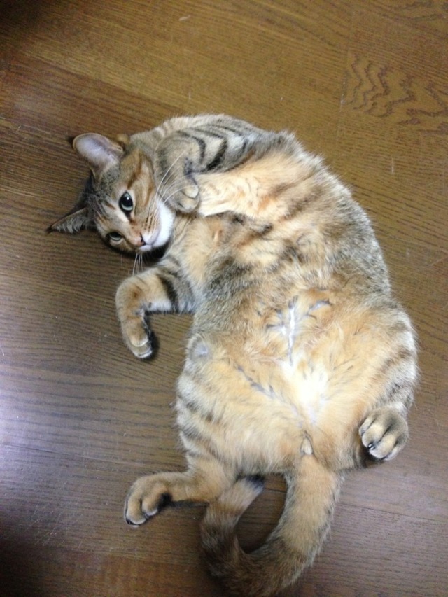 20140723203300_202_1