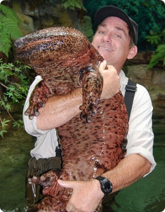 【仰天】日本の凄い生き物を紹介したい