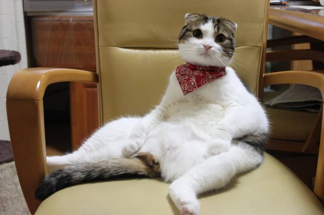 猫