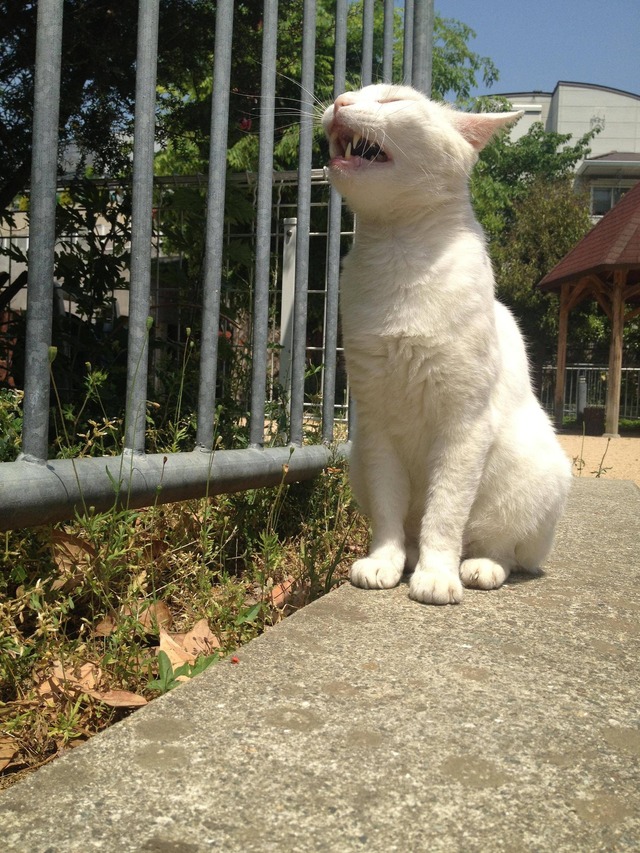 20140723203300_846_1