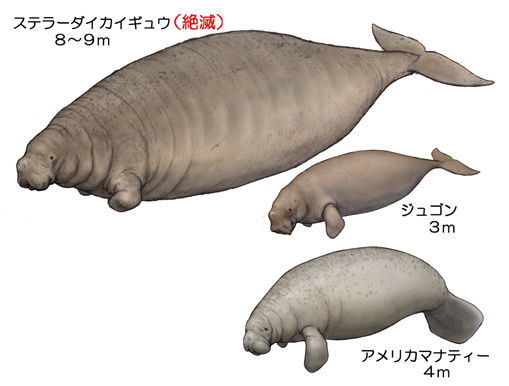 ステタ