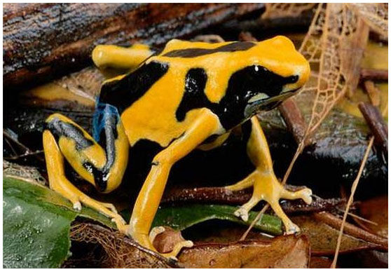 Poison-Dart-Frog-bymiura