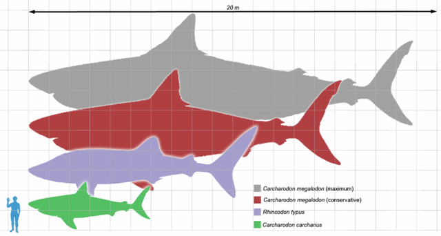 800px-Megalodon_scale1