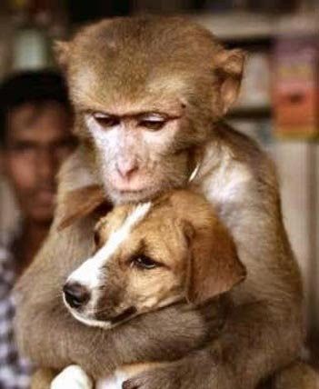 犬