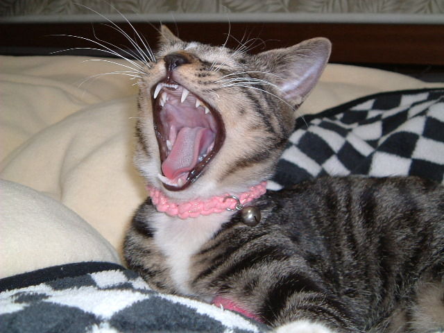 Yawning_cat