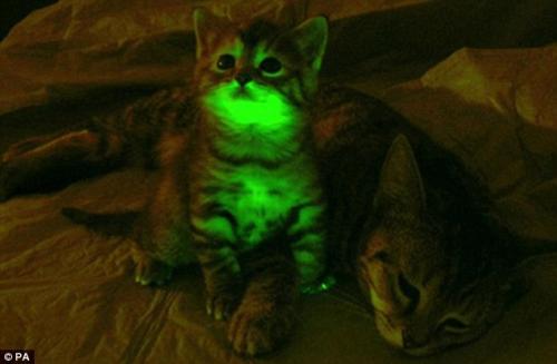 ネコ