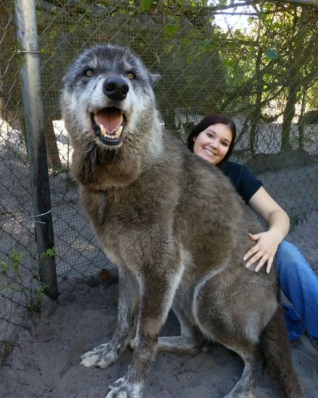 犬と思って育てたら巨大な狼だった！　これもうモンスターだろ