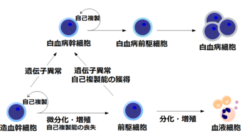500px-白血病幹細胞の発生（ぱた)