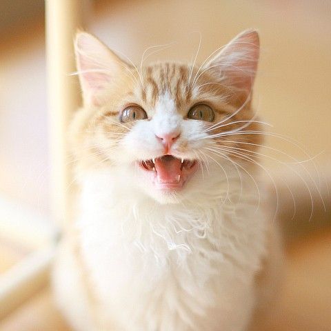 笑い