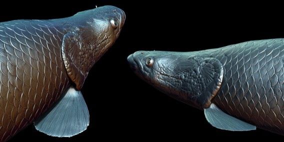 魚、両生類、爬虫類でウロコがアリ→ナシ→アリになる進化って