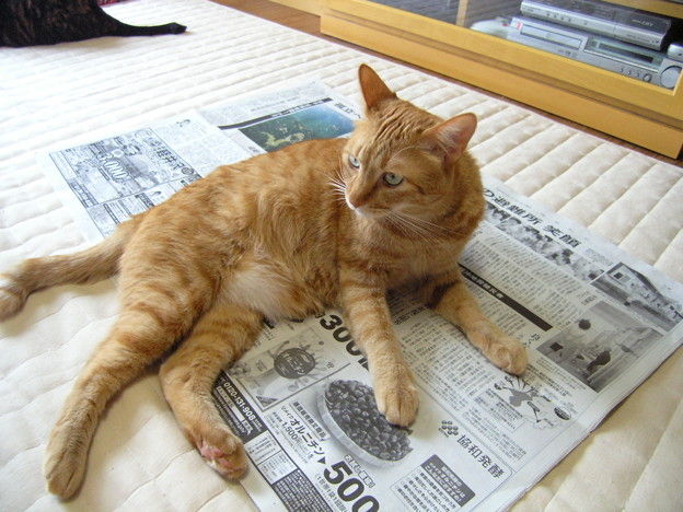 ねこ