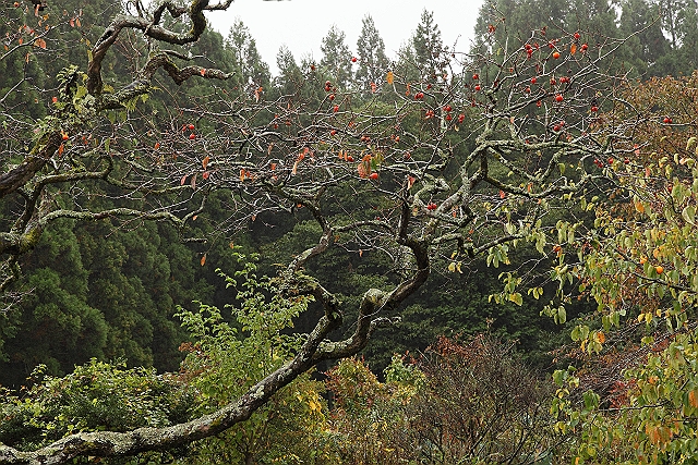 IMG_2330_s