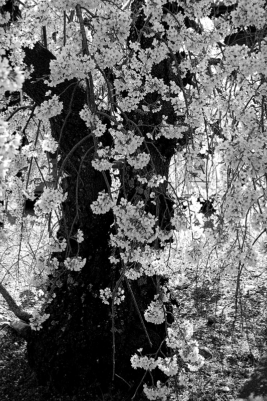 SDIM0036-s
