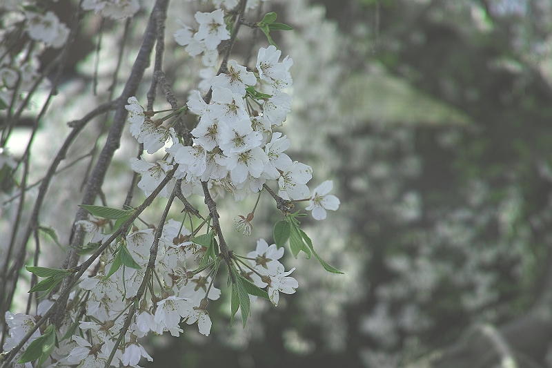 SDIM0032-s