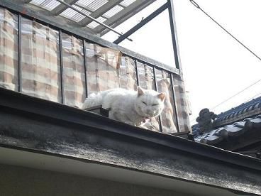 NEKO