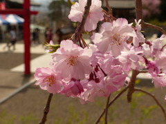 しだれ桜