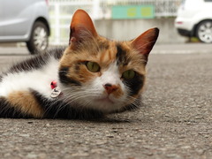 neko 036