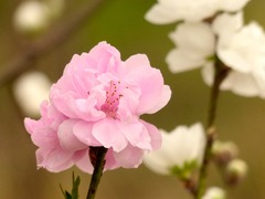 花木の里ひらた・高倉山