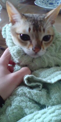 �����ס�