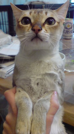 ����å��å�