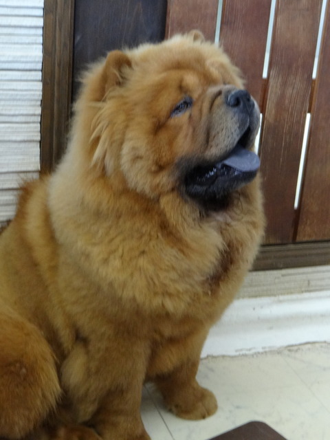 DSC04353