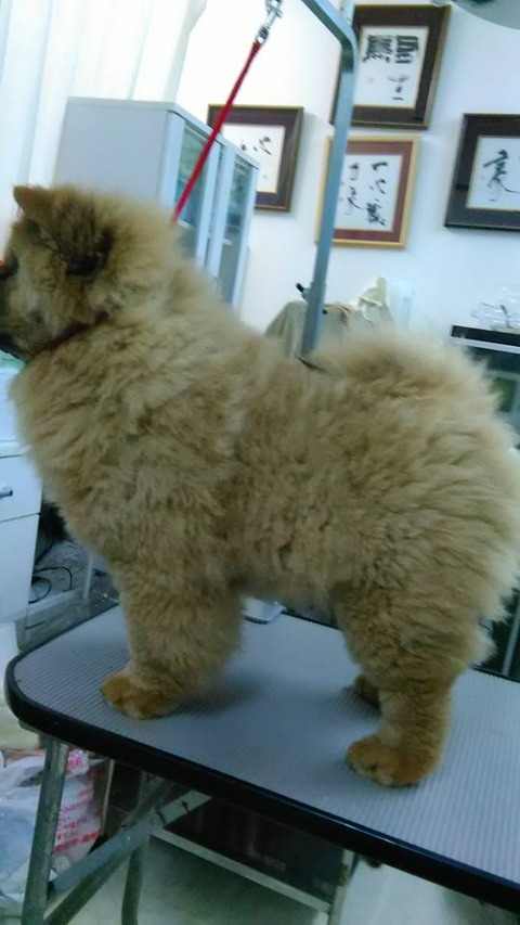 27857880_1797501856950565_5000807314313554902_n