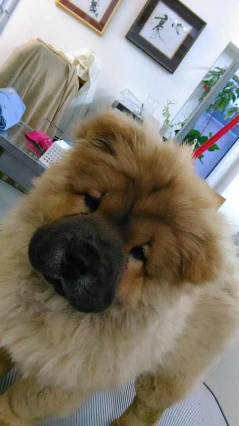 27752535_1797501893617228_1417634762540626645_n