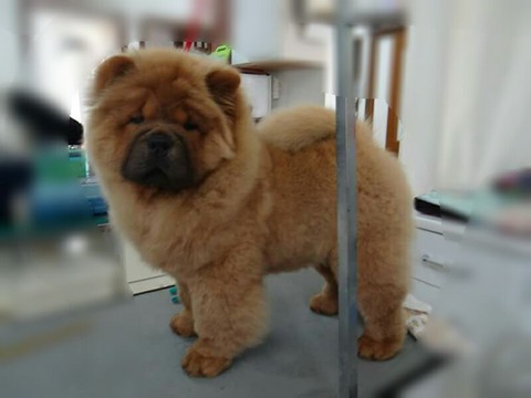 21766842_1812958792071538_1072834386427258826_n